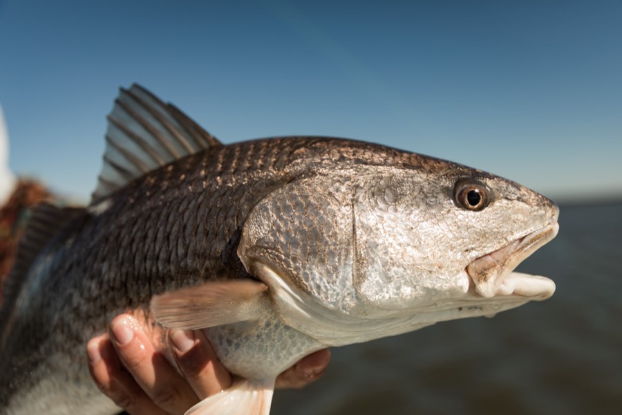 Close view of a redfish held at the surface before release