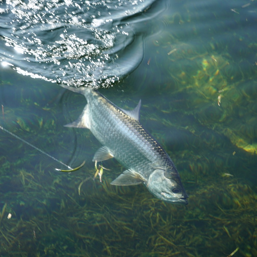A tarpon on the leader in clear water over seagrass